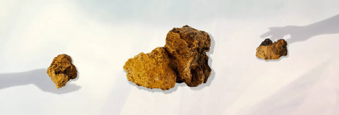 What is Chaga? Benefits & Applications