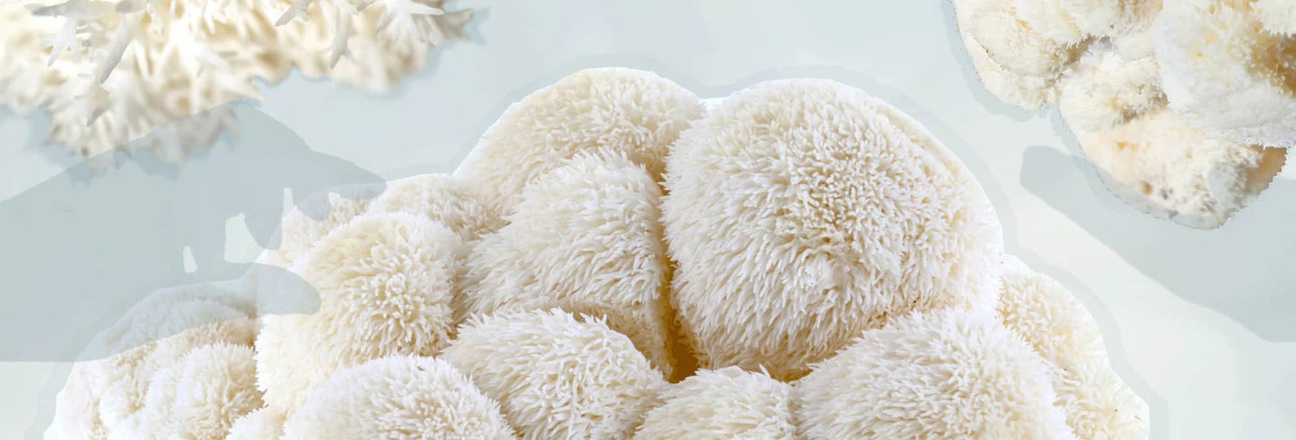 Lion’s Mane and the Aging Brain