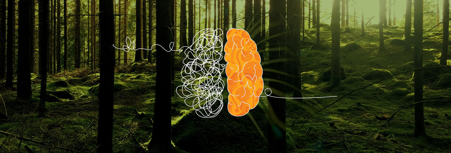 Functional Mushroom and Mental Health