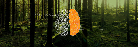 Functional Mushrooms and Mental Health