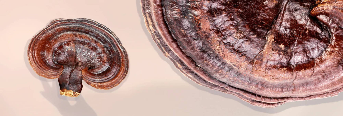 Let’s Talk About Reishi-Noble Spore