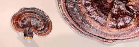 Letâs Talk About Reishi