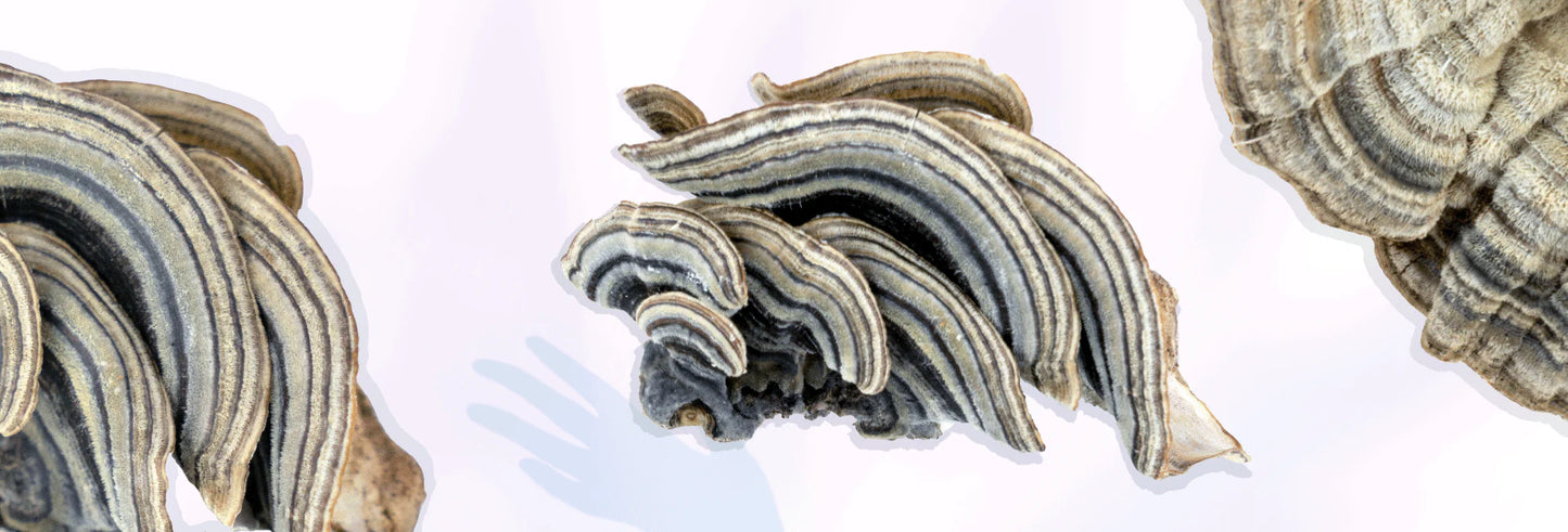 Let’s Talk Turkey Tail-Noble Spore
