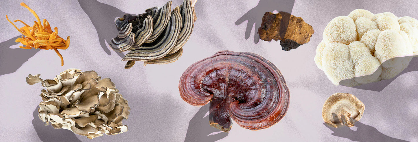 Functional Mushrooms