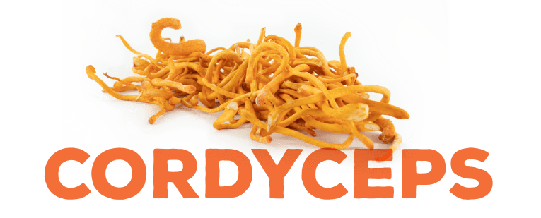 (Cordyceps militaris)