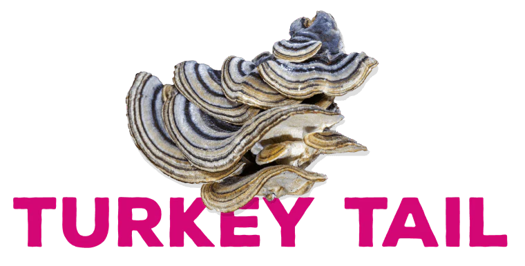 (Trametes versicolor)